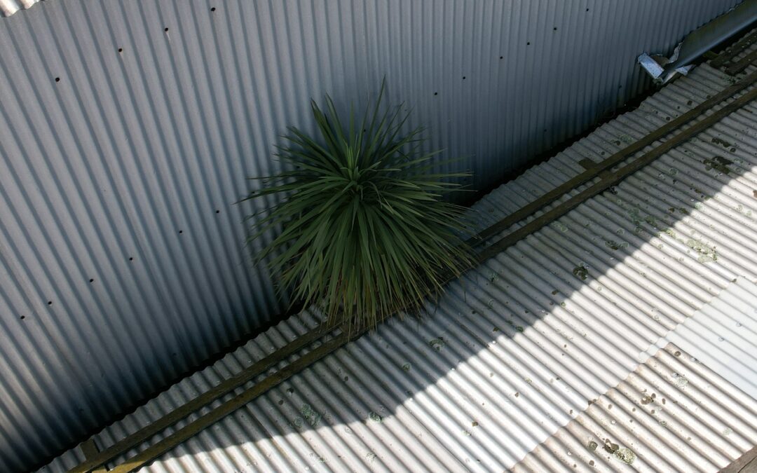 Tree growing in commercial warehouse roof gutter — drone inspection image, Christchurch New Zealand